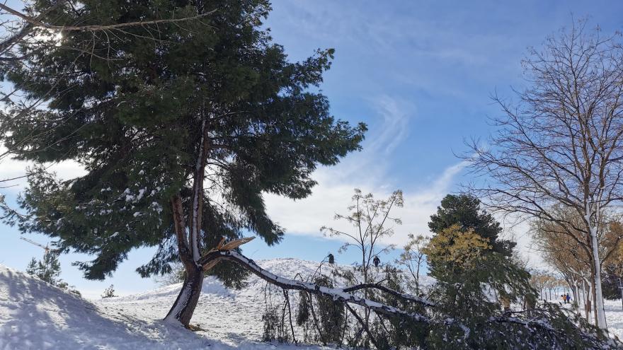 Árbol tronchado y paisaje nevado en la borrasca Filomena