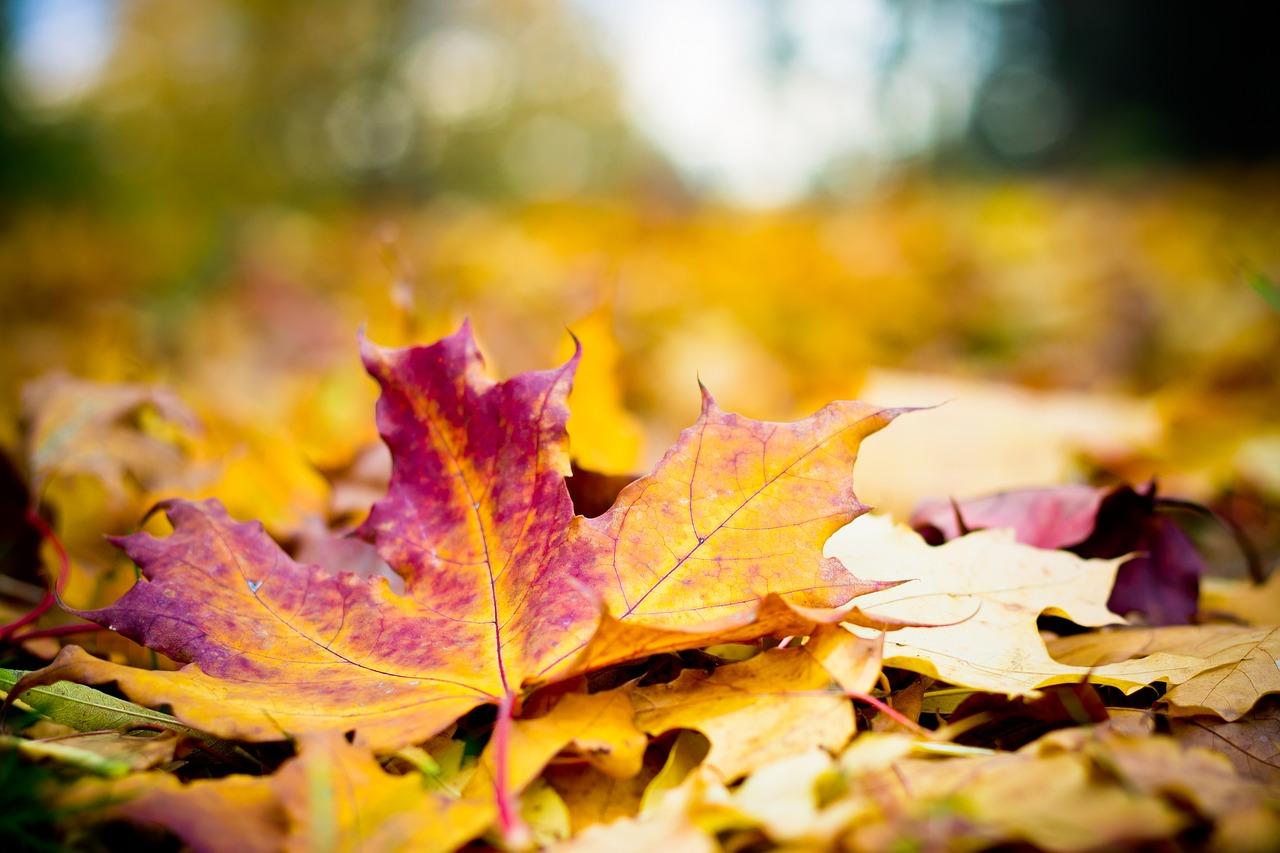 suelo otoño con hojas caídas hojas caídas en el suelo