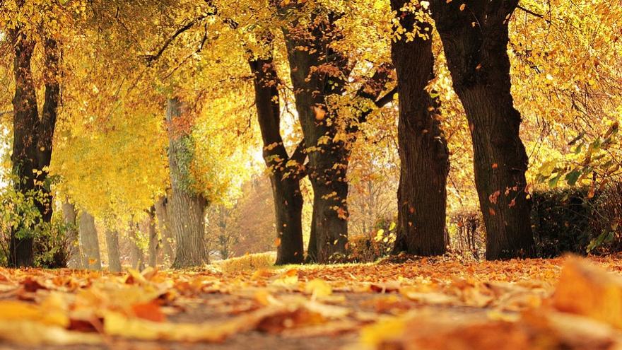 camino entre arboles en otoño